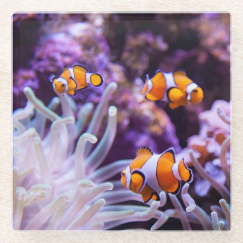 Ocellaris Clownfish  Amphiprion Ocellaris Glass Coaster
