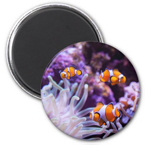 Ocellaris Clownfish  Amphiprion Ocellaris Magnet