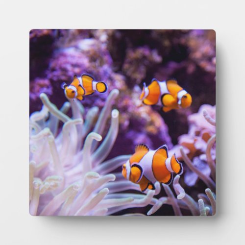 Ocellaris Clownfish  Amphiprion Ocellaris Plaque