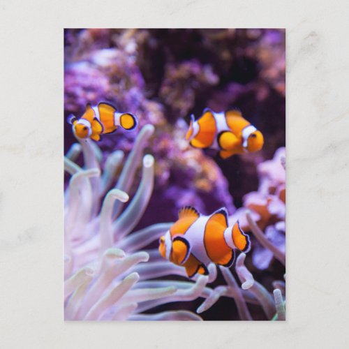 Ocellaris Clownfish  Amphiprion Ocellaris Postcard