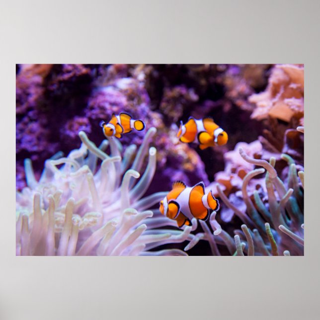 Ocellaris Clownfish | Amphiprion Ocellaris Poster (Front)
