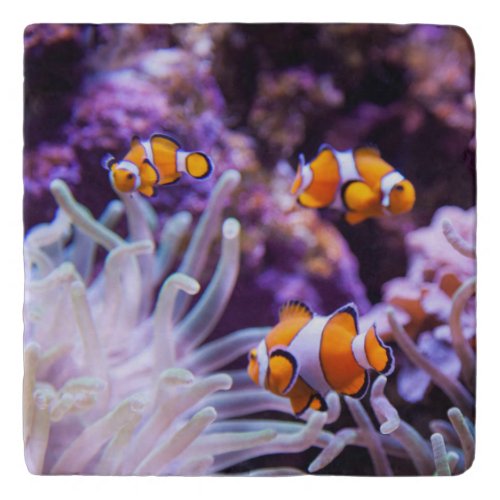 Ocellaris Clownfish  Amphiprion Ocellaris Trivet