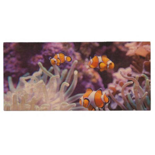 Ocellaris Clownfish  Amphiprion Ocellaris Wood USB Flash Drive