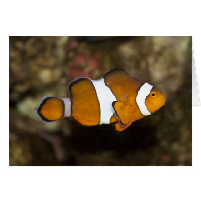 Ocellaris Clownfish Cards (Front Horizontal)