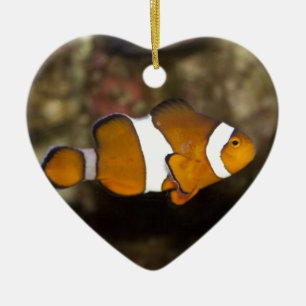 Ocellaris Clownfish Ceramic Ornament