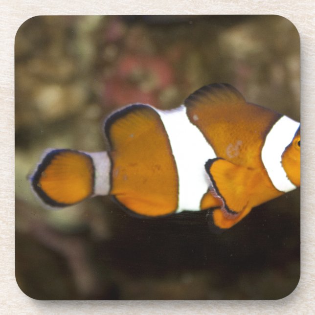 Ocellaris Clownfish Coaster (Front)