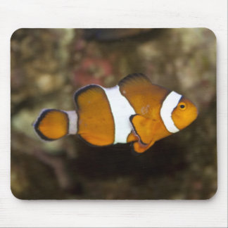 Ocellaris Clownfish Mouse Pad