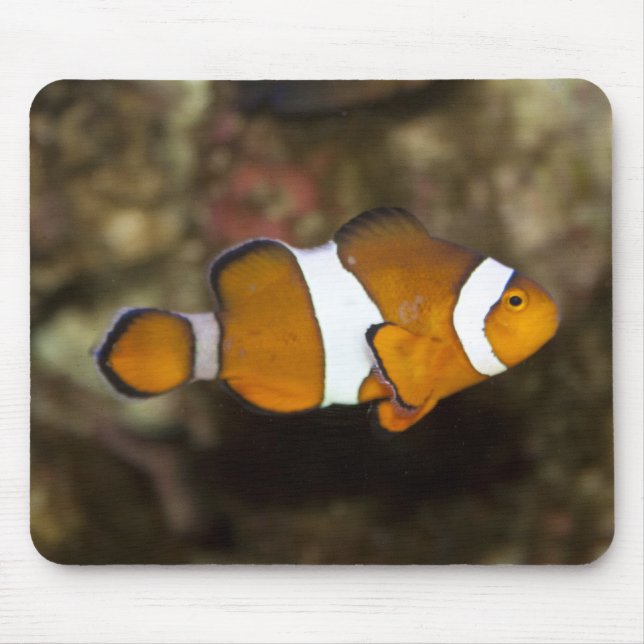 Ocellaris Clownfish Mouse Pad (Front)