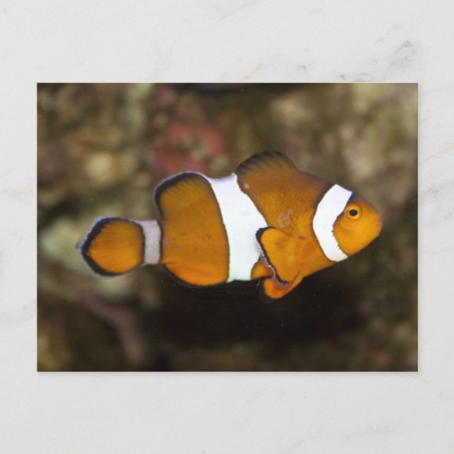 Ocellaris Clownfish Postcard (Front)