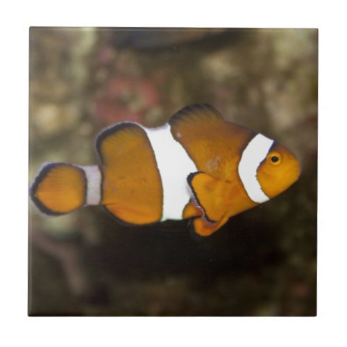 Ocellaris Clownfish Tile