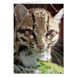 Ocelot Cards