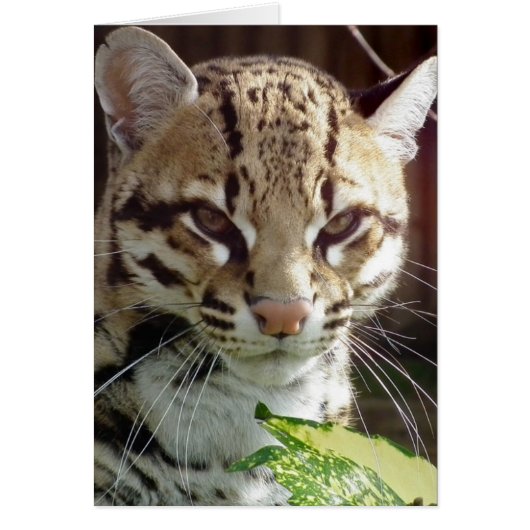 Ocelot Cards (Front)