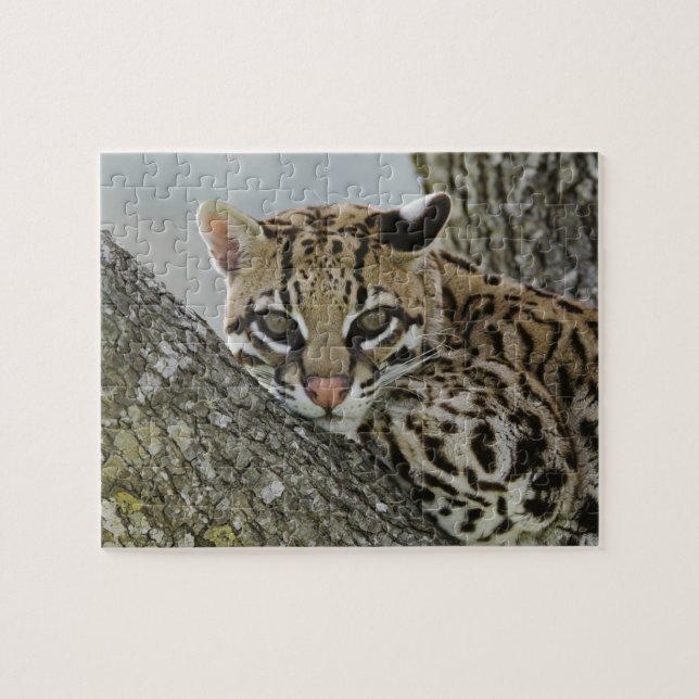 Ocelot, Felis pardalis, captive, female resting 2 Jigsaw Puzzle (Horizontal)