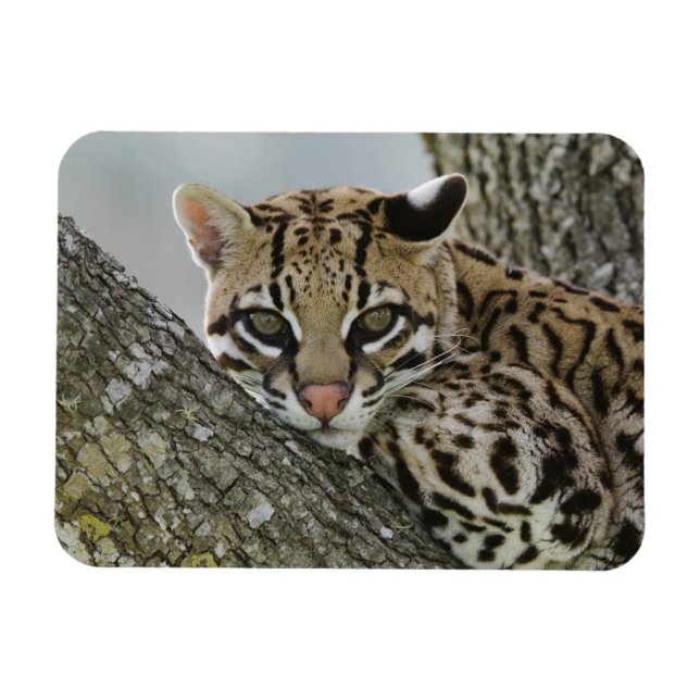 Ocelot, Felis pardalis, captive, female resting 2 Magnet (Horizontal)