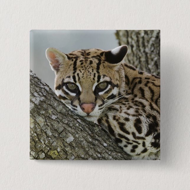 Ocelot, Felis pardalis, captive, female resting 2 Pinback Button (Front)