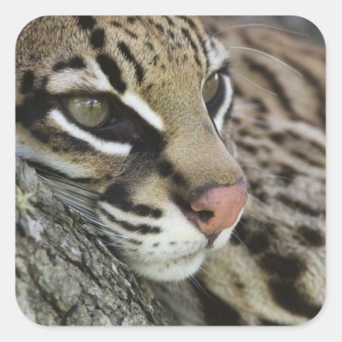 Ocelot Felis pardalis captive female resting Square Sticker