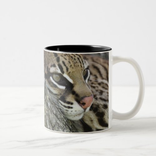 Ocelot Felis pardalis captive female resting Two_Tone Coffee Mug