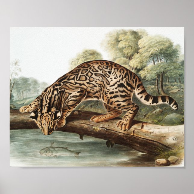 Ocelot, Leopard Cat (Felis pardalis) Illustration Poster (Front)