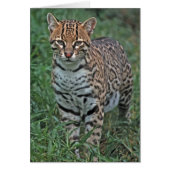 OCELOT Leopardus pardalis) CENTRAL AMERICA (Front)