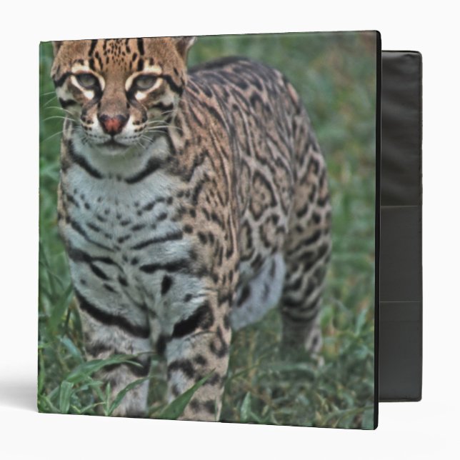 OCELOT Leopardus pardalis) CENTRAL AMERICA Binder (Front/Inside)