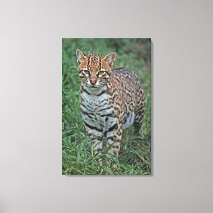 OCELOT Leopardus pardalis) CENTRAL AMERICA Canvas Print