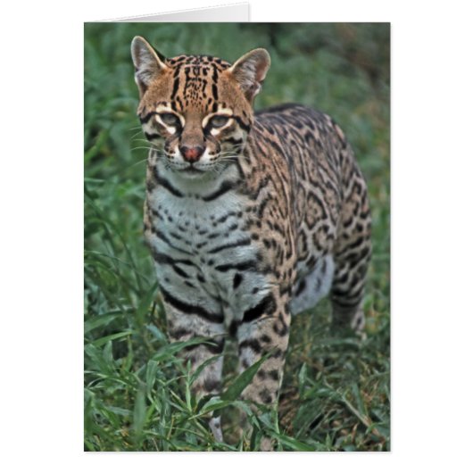 OCELOT Leopardus pardalis) CENTRAL AMERICA Cards (Front)