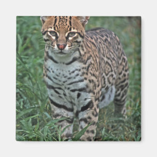 OCELOT Leopardus pardalis) CENTRAL AMERICA Magnet