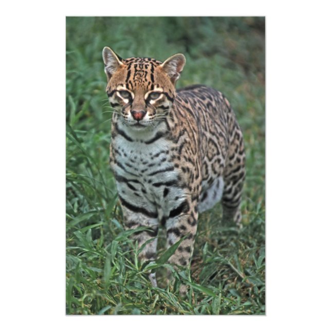 OCELOT Leopardus pardalis) CENTRAL AMERICA Photo Print (Front)
