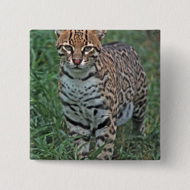 OCELOT Leopardus pardalis) CENTRAL AMERICA Pinback Button (Front)