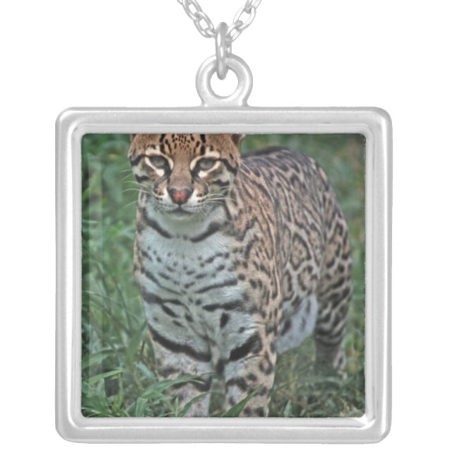 OCELOT Leopardus pardalis) CENTRAL AMERICA Silver Plated Necklace (Front)