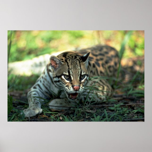 Ocelot lying down poster (Front)