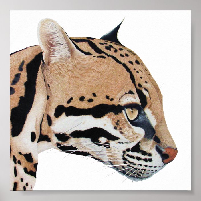 Ocelot Portrait Poster | Zazzle.com