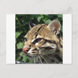 Ocelot Postcard