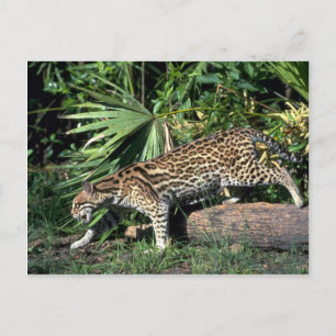 Ocelot Postcard