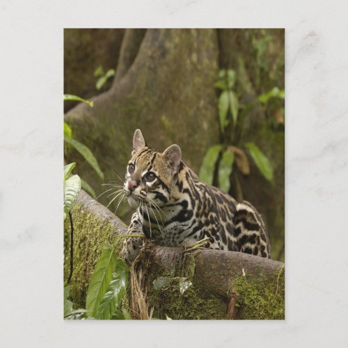 Ocelot Postcard