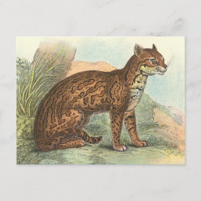 Ocelot Postcard (Front)