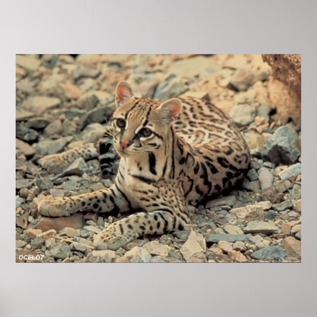Ocelot Poster (Front)