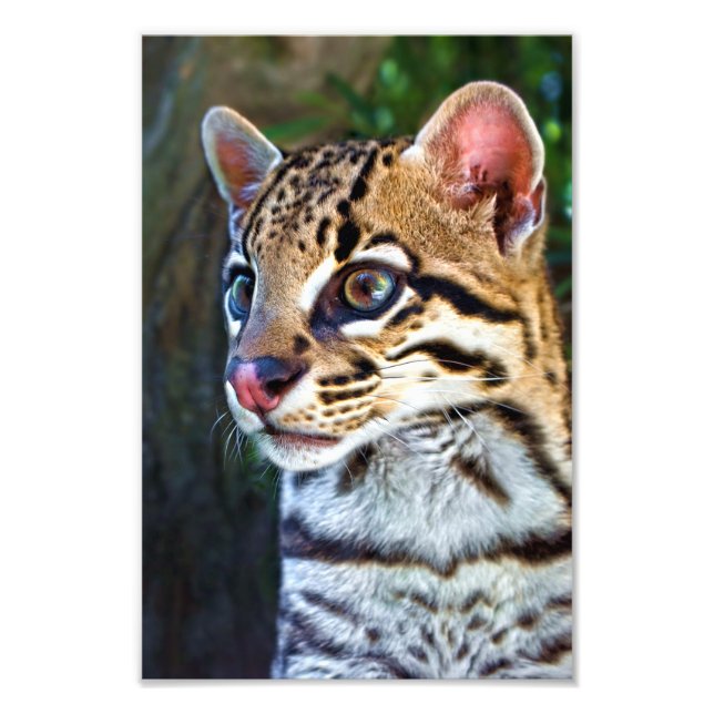 Ocelot - Wild Mini Jaguar Photo Print (Front)