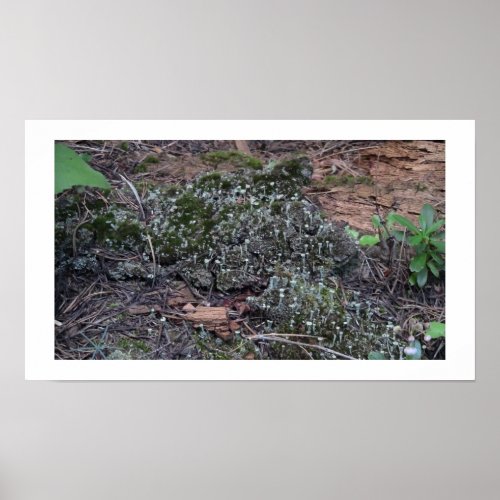 Ochoco Black Canyon Mushroom Fungi Lichen Mosses Poster