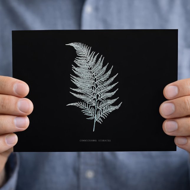 Ochre Fern Frond, Gymnogramma Ochracea  Postcard (Ochre Fern Frond, Gymnogramma Ochracea. Postcard)