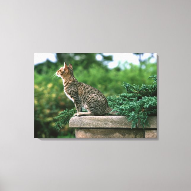 Ocicat 2 canvas print (Front)