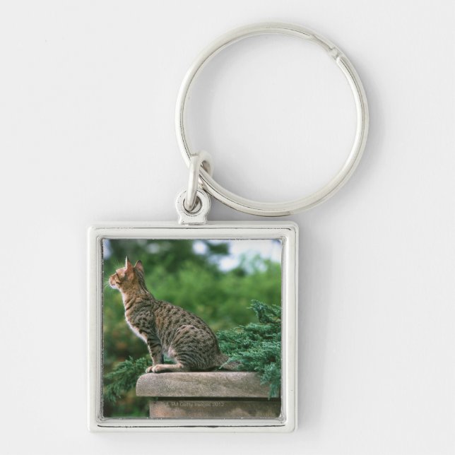 Ocicat 2 keychain (Front)