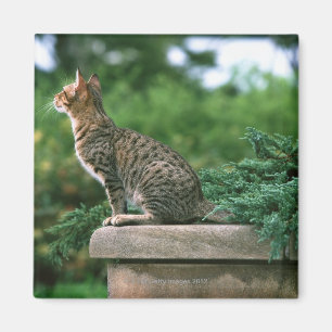 Ocicat 2 magnet