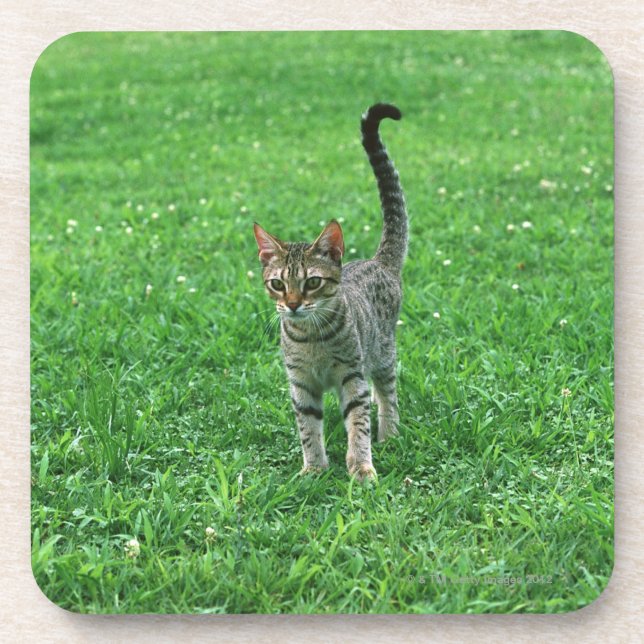 Ocicat 3 coaster (Front)