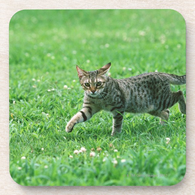 Ocicat Beverage Coaster (Front)