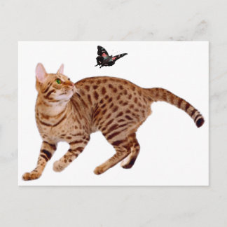 Ocicat Cat & Butterfly Postcard