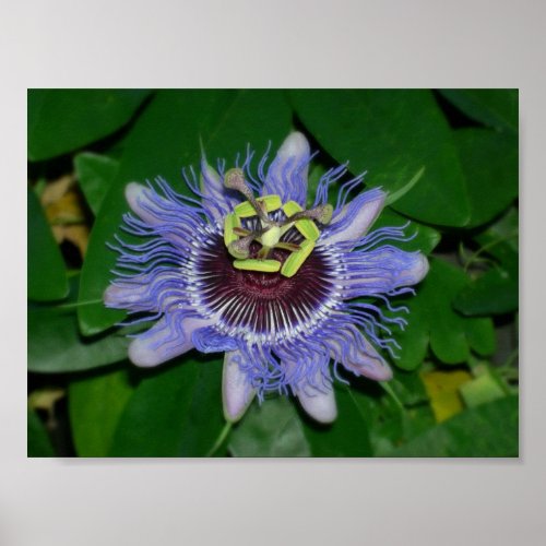 Ocoee flower Passiflora caerulea Passion flower Poster