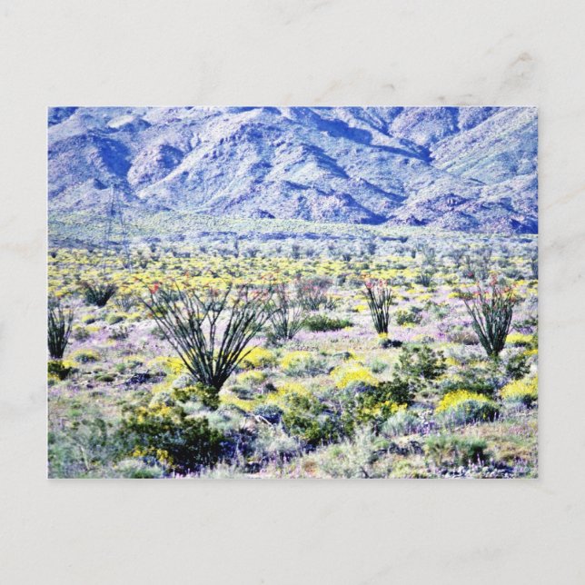 Ocotillo And Desert Flowers In Bloom Postcard (Front)