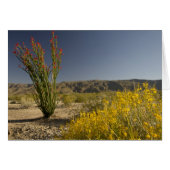 Ocotillo and desert senna (Front Horizontal)