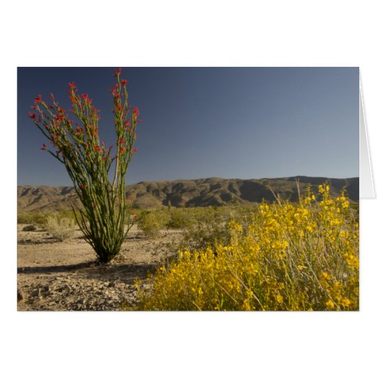 Ocotillo and desert senna cards (Front Horizontal)